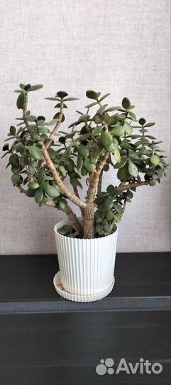 Денежное дерево толстянка