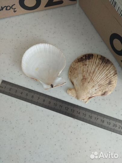 Морские ракушки