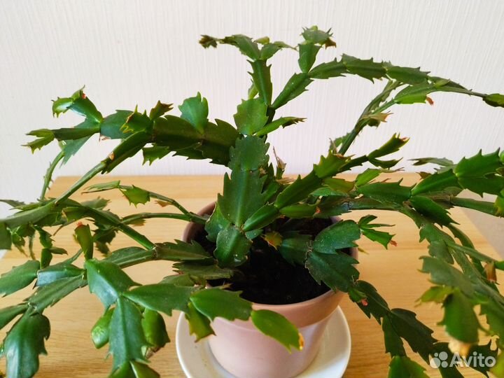 Цветок домашний декабрист