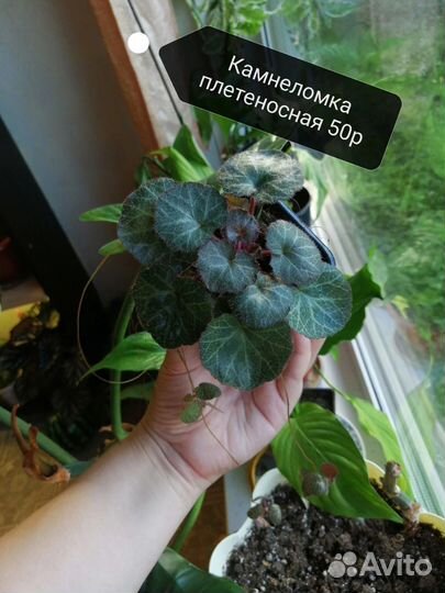 Комнатные растения часть 2