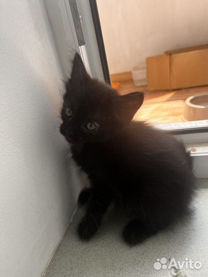 Котята бесплатно