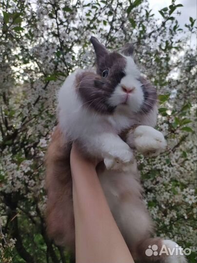 Декоративные кролик