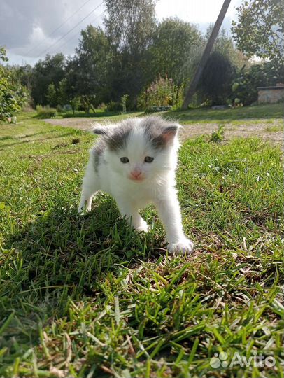 Кошечка в добрые руки