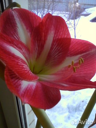 Комнатные растения Амарилис