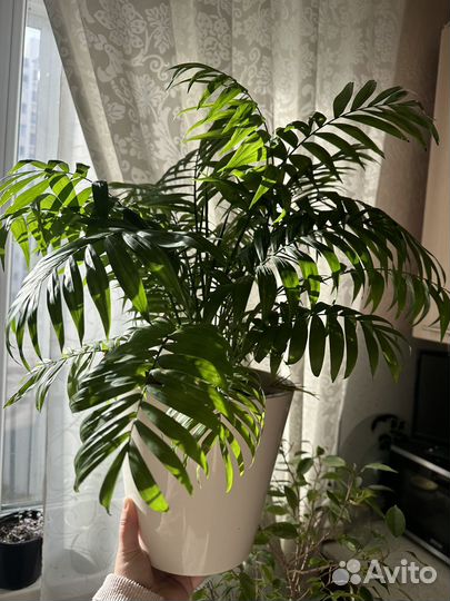 Хамедорея элеганс