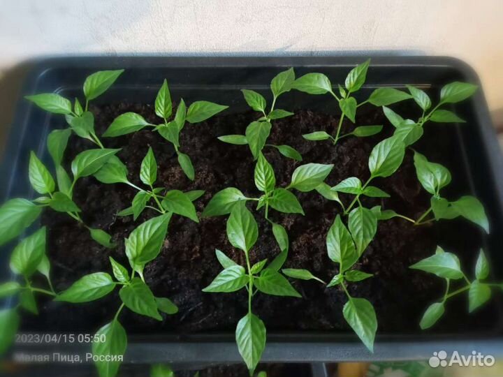 Перец острый