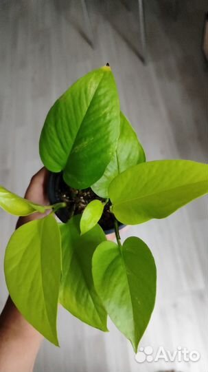 Сциндапсус Неон