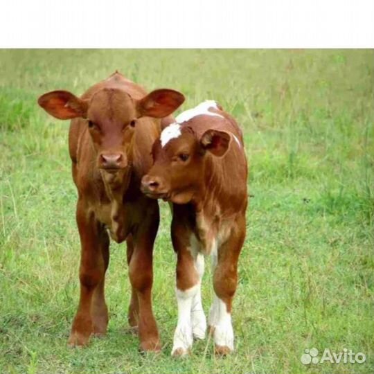 Телята на доращивание