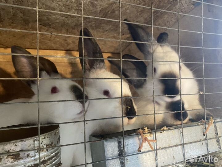 Кролики «Калифорния»