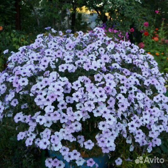 Петуния тайдал, вегетки, калибрахоа,ипомея батат
