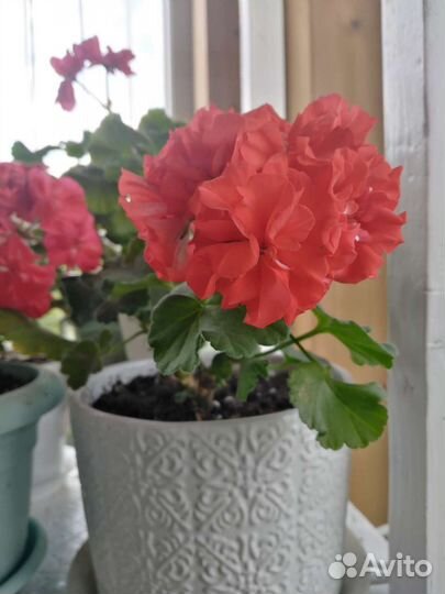 Пеларгония герань