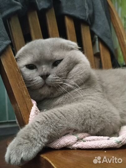 Котейки Мейнфолд