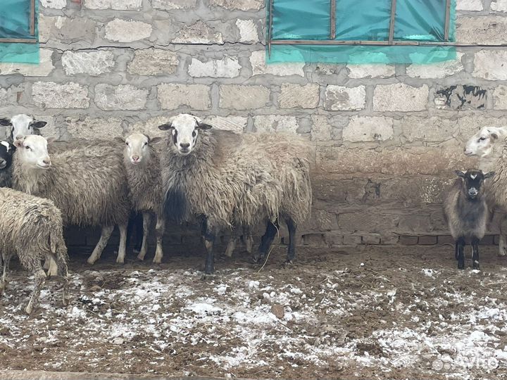 Баран на племя