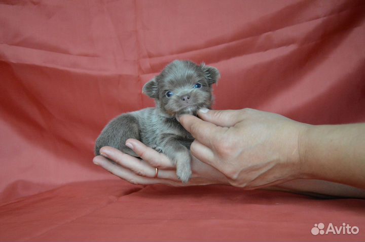 Лиловые,шоколадные, палевые детки