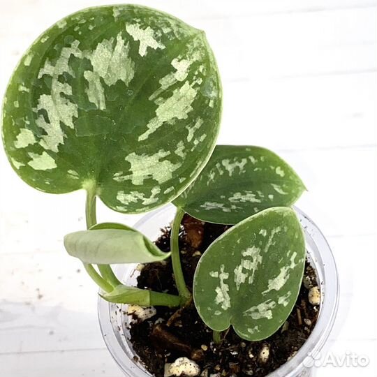 Сциндапсус расписной