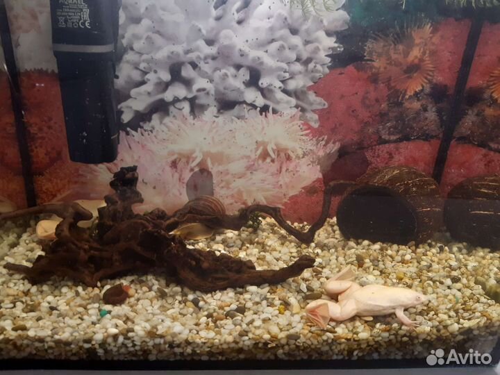 Кокос для аквариума