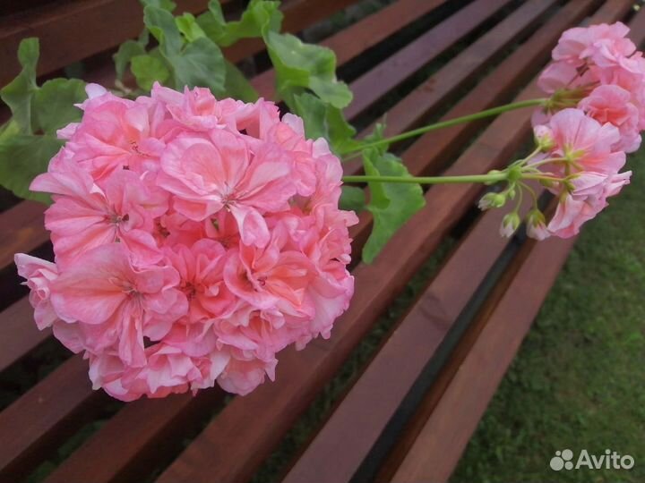 Пеларгония в Колпино