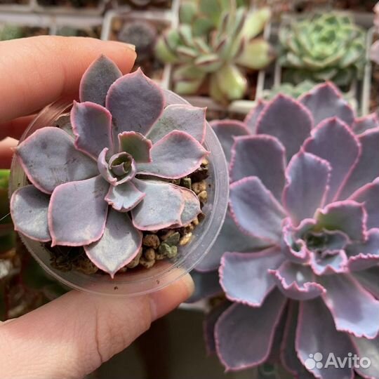 Echeveria.Суккуленты