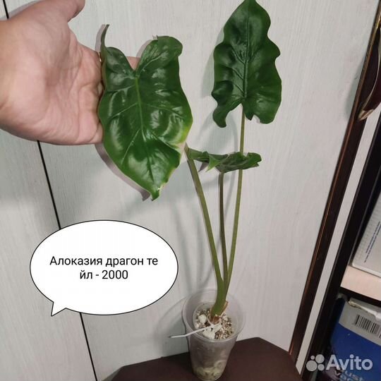 Алоказия махарани