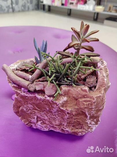 Композиция, цветы, суккуленты