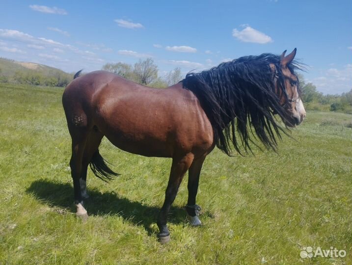Продам лошадь