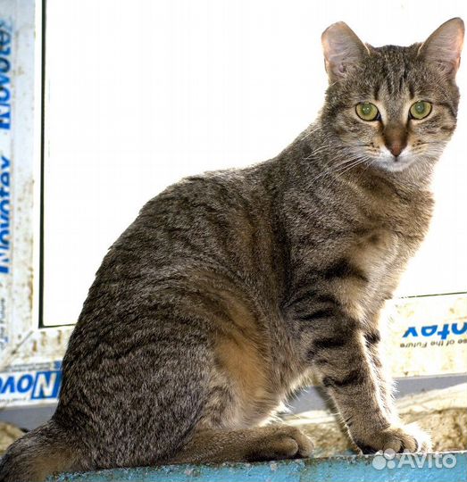 Кошечка Луиза в добрые руки