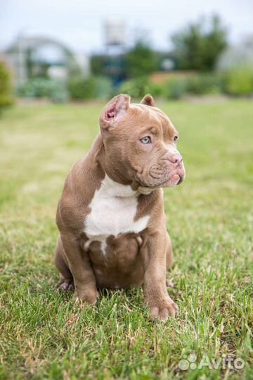 Щенки Американский булли Стандарт,Классик