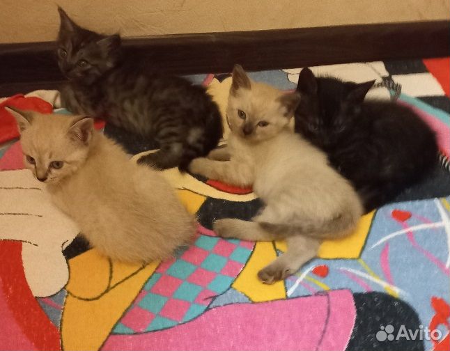 Милота (котята)