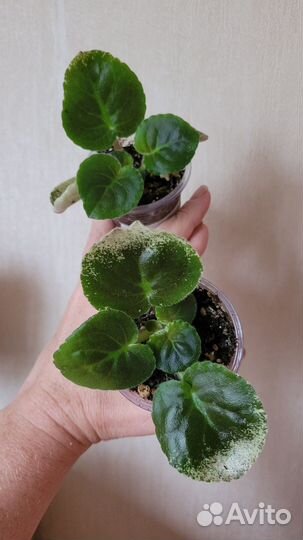 Фиалка ле-Эстерхази