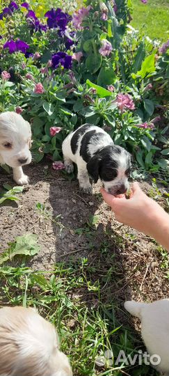 Щенки английского кокер спаниеля