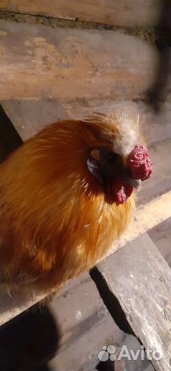 Домашняя птица