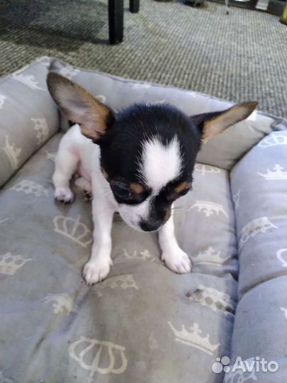 Мини той-терьер щенки