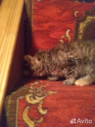 Маленькие пушистые котята 2 мес.в дар