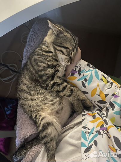 Передержка кошек