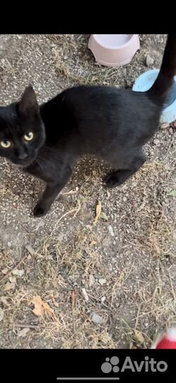 Черна кошечка Норочка ищет семью :'