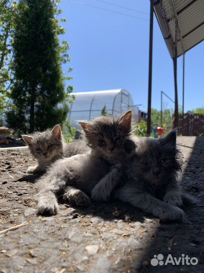 Котята в добрые руки
