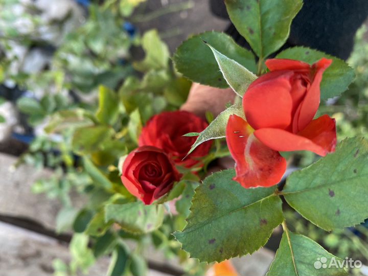 Розы спрей аваланж