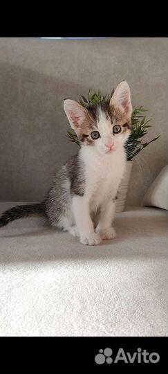 Котята в дар