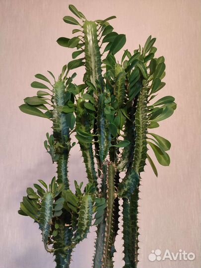 Молочай Эуфорбия трехгранный 120 см