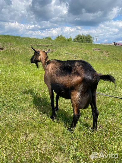 Нубийская коза