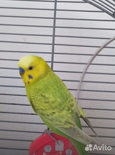 Волнистый попугай с клеткой