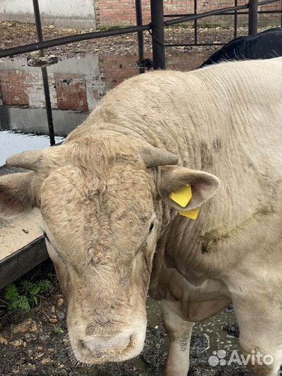 Быки на племя абердин,шароле