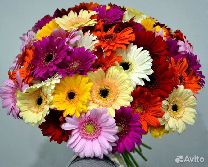 Герберы букет