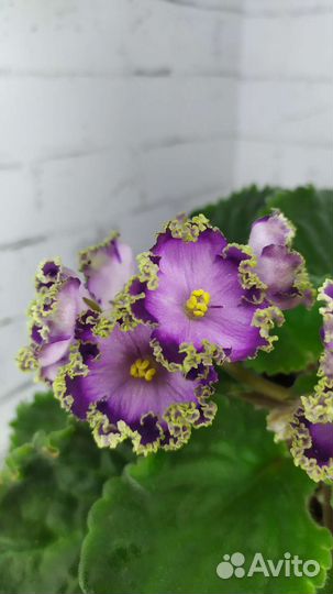 Детки сортовых фиалок
