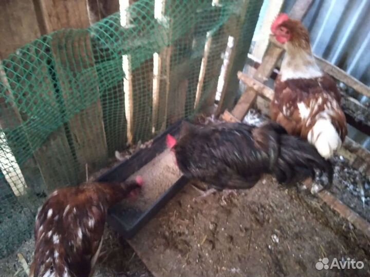 Мускусные индоутята, индюшата