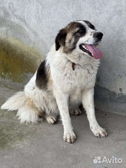 Собака девочка метис австрал. овчарки в добрые рук