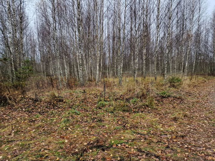 Участок 100 сот. (СНТ, ДНП)