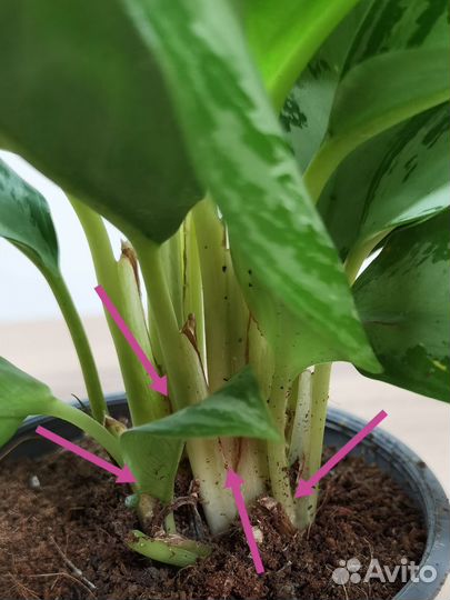 Взрослые сортовые аглаонемы в ассортименте