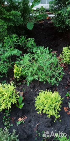 Саженцы Туя эрикойдес