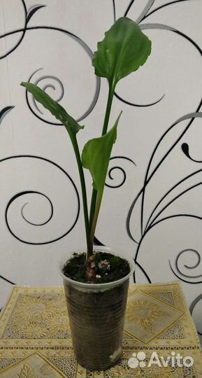 Дримиопсис пятнистый, Бегония розовая, Фуксия